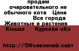 продам очаровательного не обычного кота › Цена ­ 7 000 000 - Все города Животные и растения » Кошки   . Курская обл.